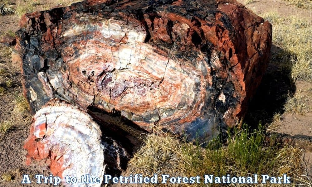 Petrified Forest