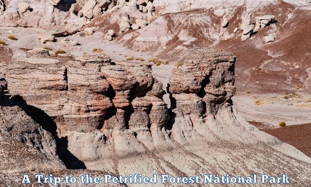 Petrified Forest National Park