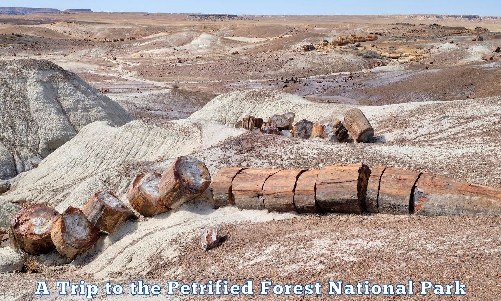 A Trip to the Petrified Forest National Park