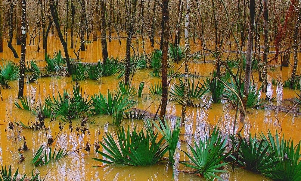 Take a Vacation in Congaree National Park South Carolina