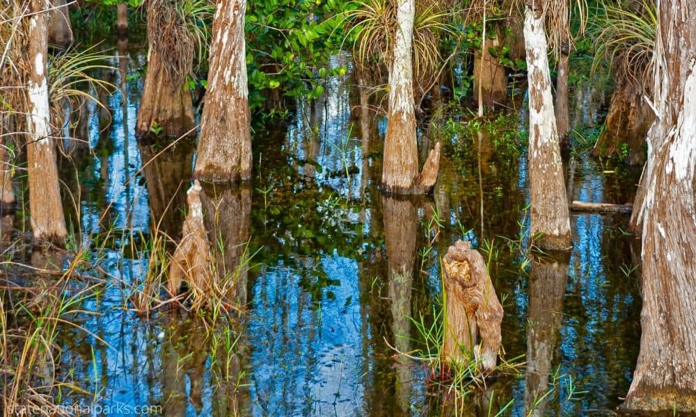 Everglades National Park - An Introduction