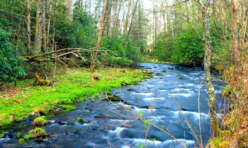 Hiking in the Great Smoky Mountains