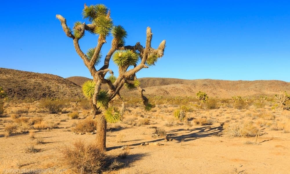 Joshua Tree National Park