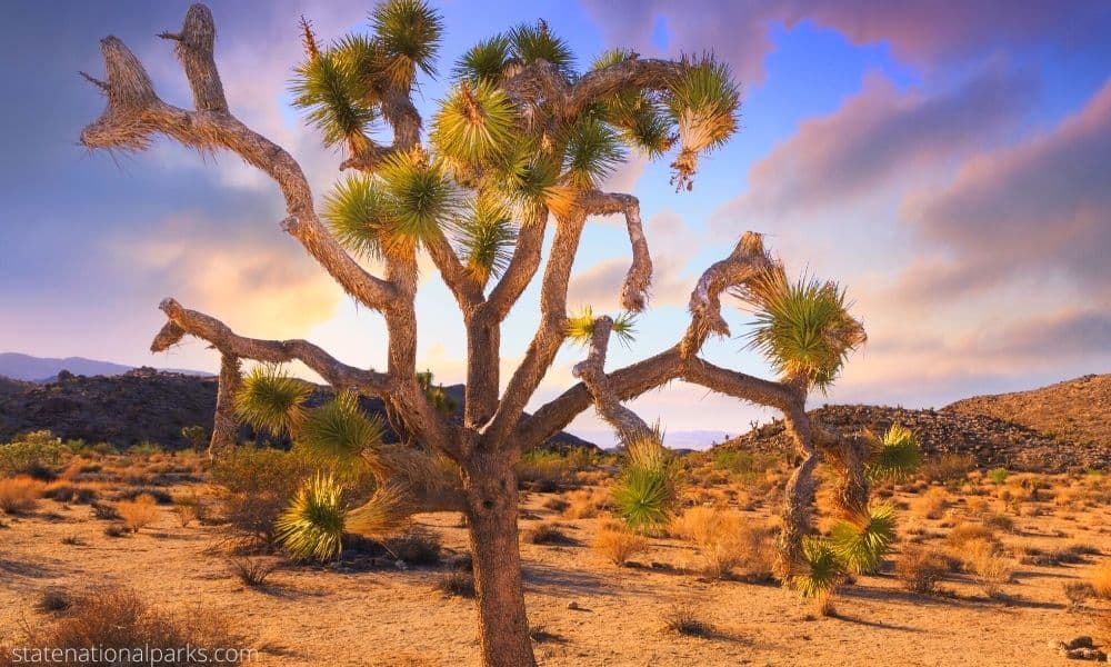 Joshua Tree National Park California