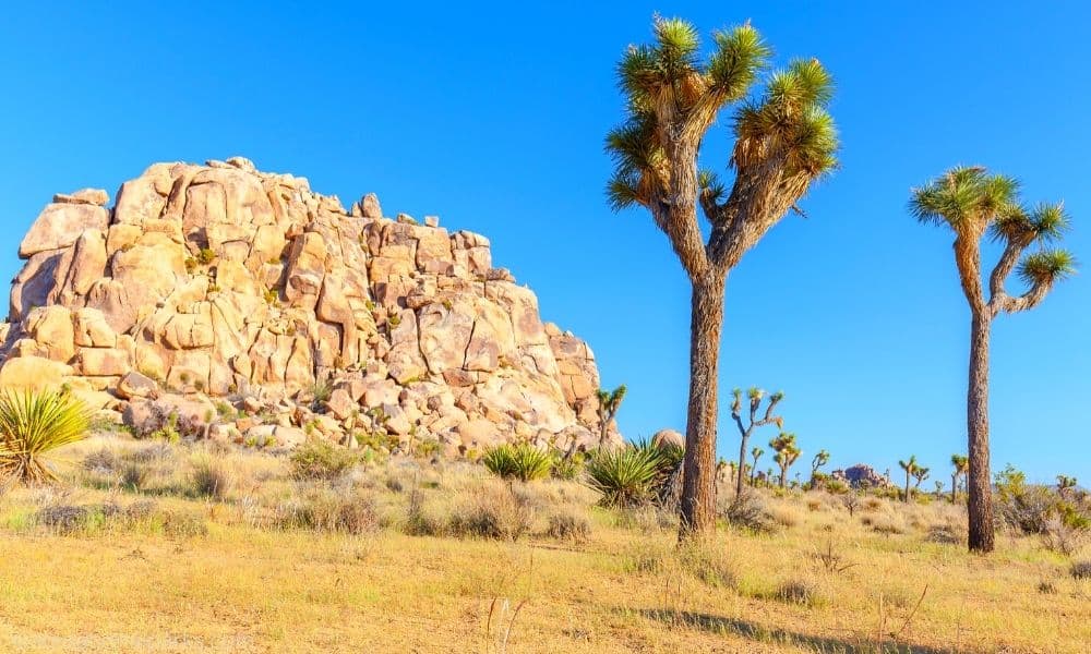 Joshua Tree National Park California - A Beautiful Gem