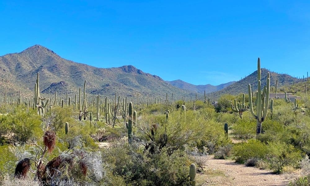 Saguaro National Park