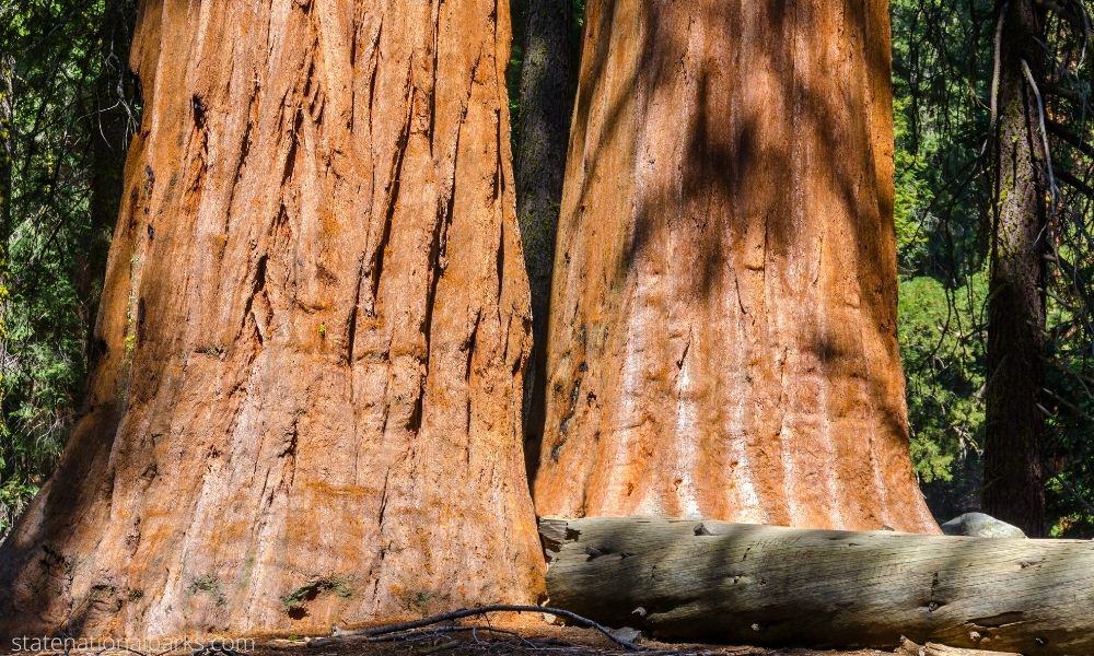 Visit Sequoia National Park