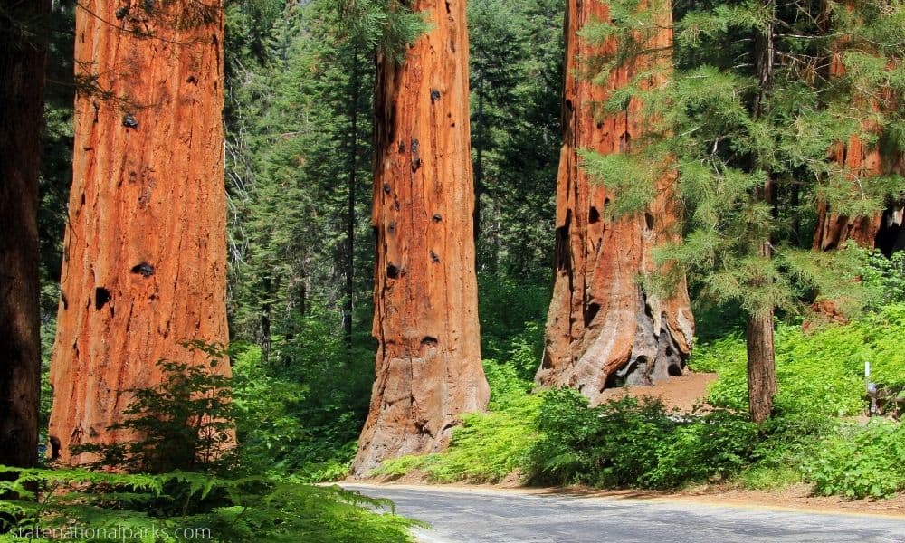 Sequoia National Park - An Enchanted Place For Nature Lovers