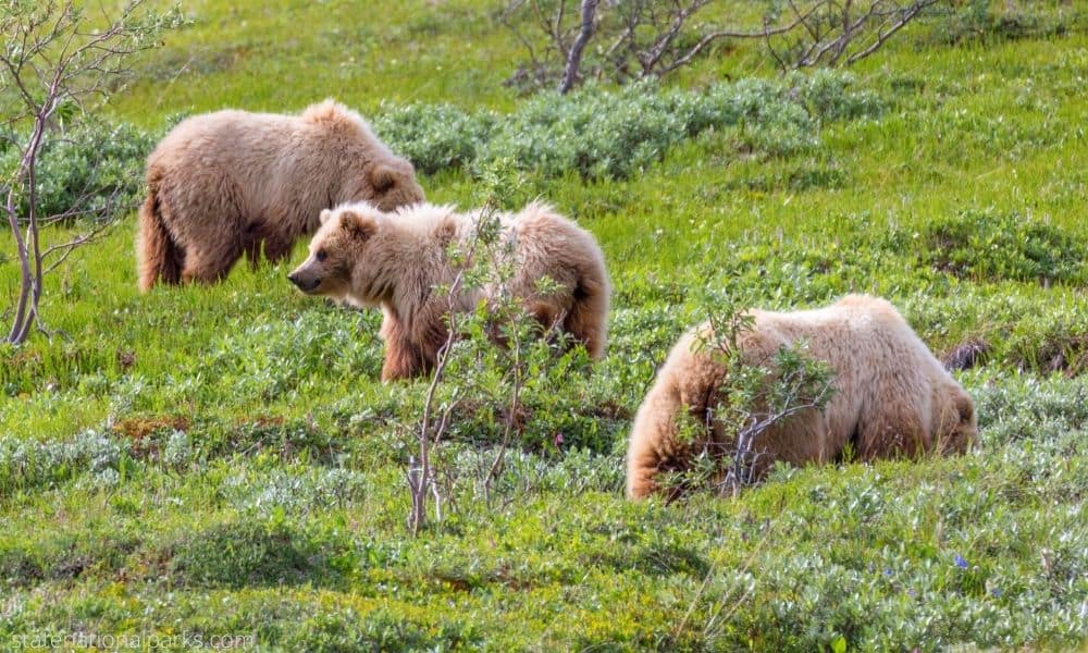 Camping In Denali National Park