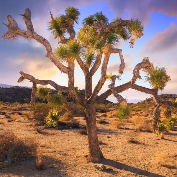 Joshua Tree National Park - Californian Hiking Destinations