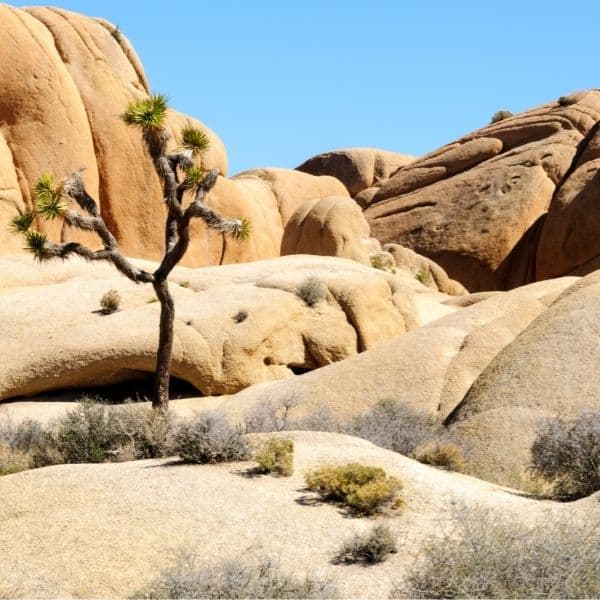 Joshua Tree National Park