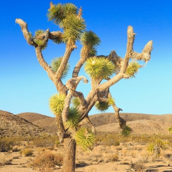 Joshua Tree National Park Guide - Things to Do & See