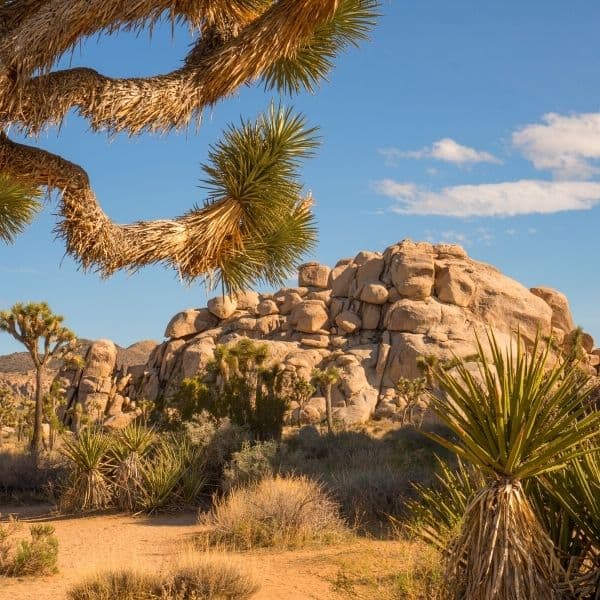 Visit Joshua Tree National Park