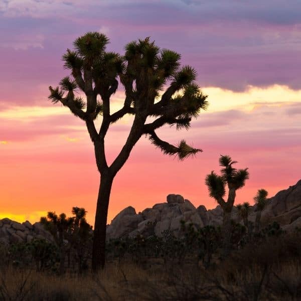 Joshua Tree National Park California