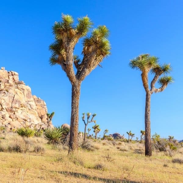 Visit Joshua Tree National Park