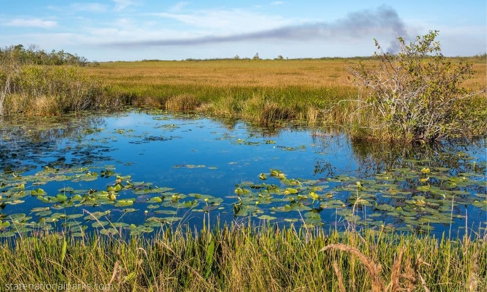 What Is There to Do in the Everglades?