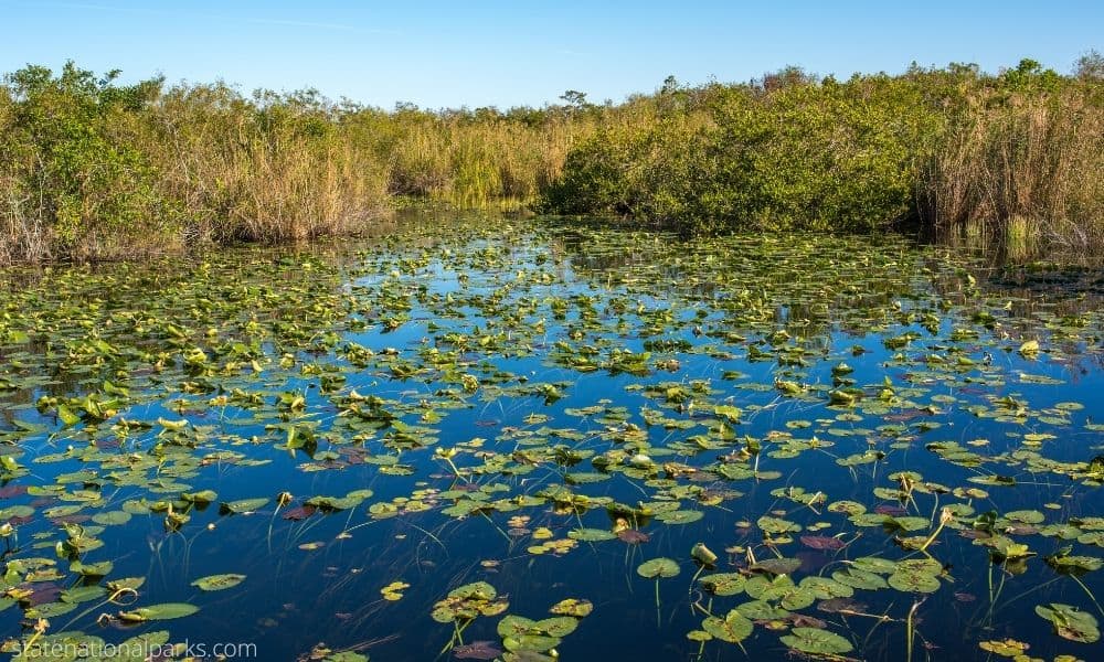 Everglades National Park - Best Things to Do in Florida
