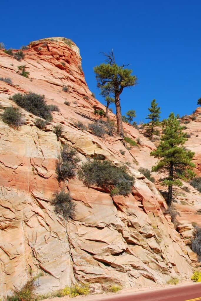 Zion National Park Trails