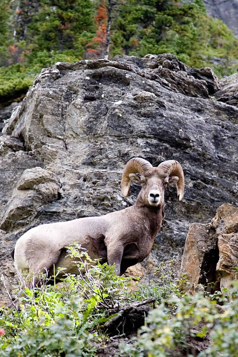 Bighorn sheep 