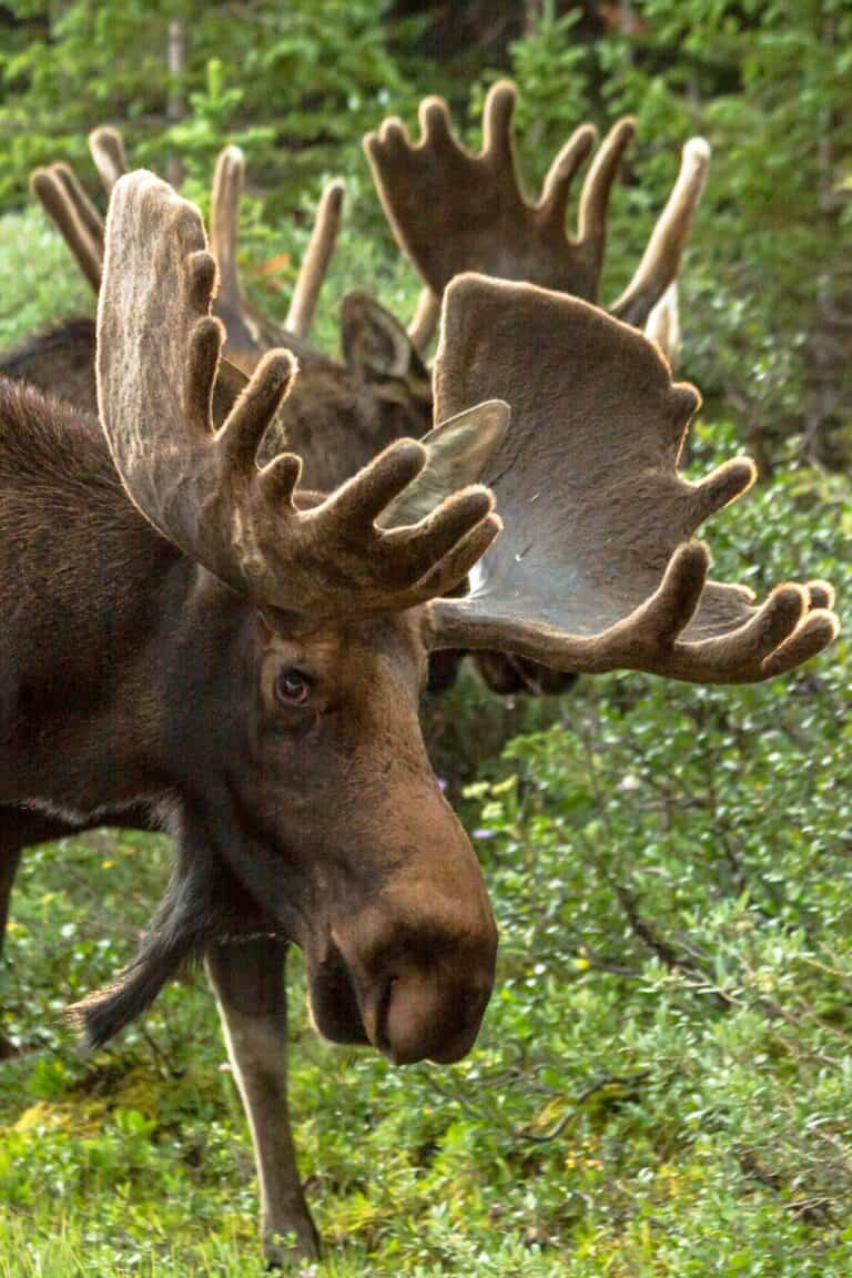 Gates of the Arctic National Park Wildlife