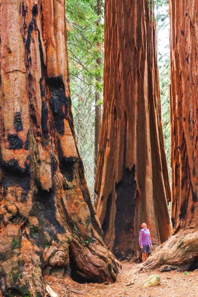 Hiking Trails In Redwood National And State Parks