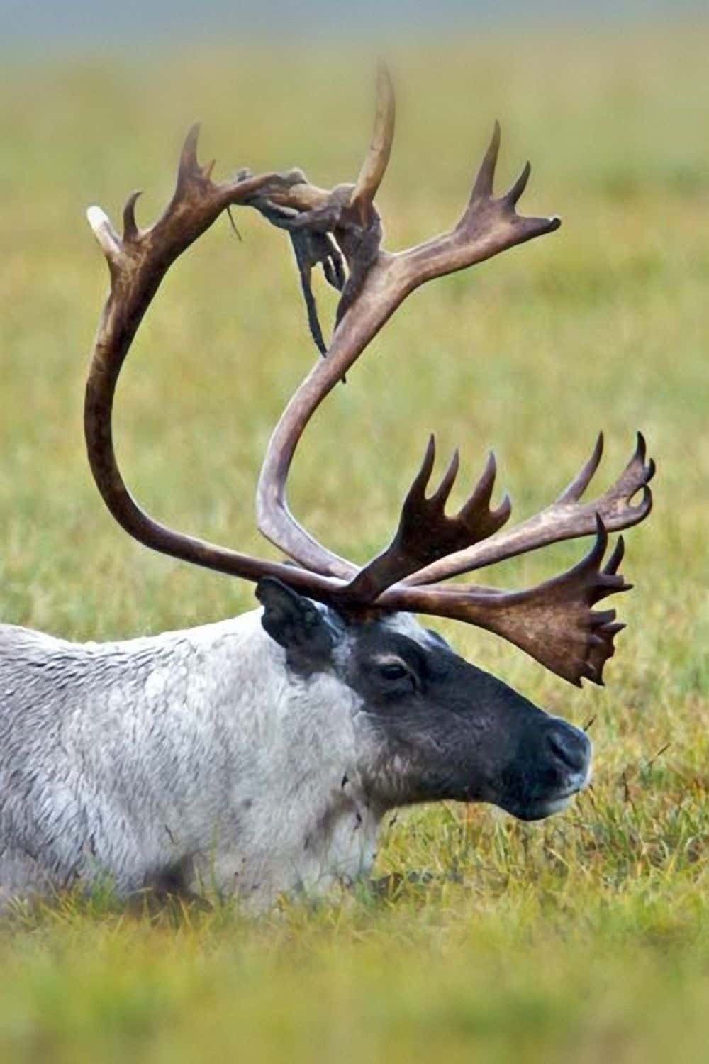 Kobuk Valley National Park