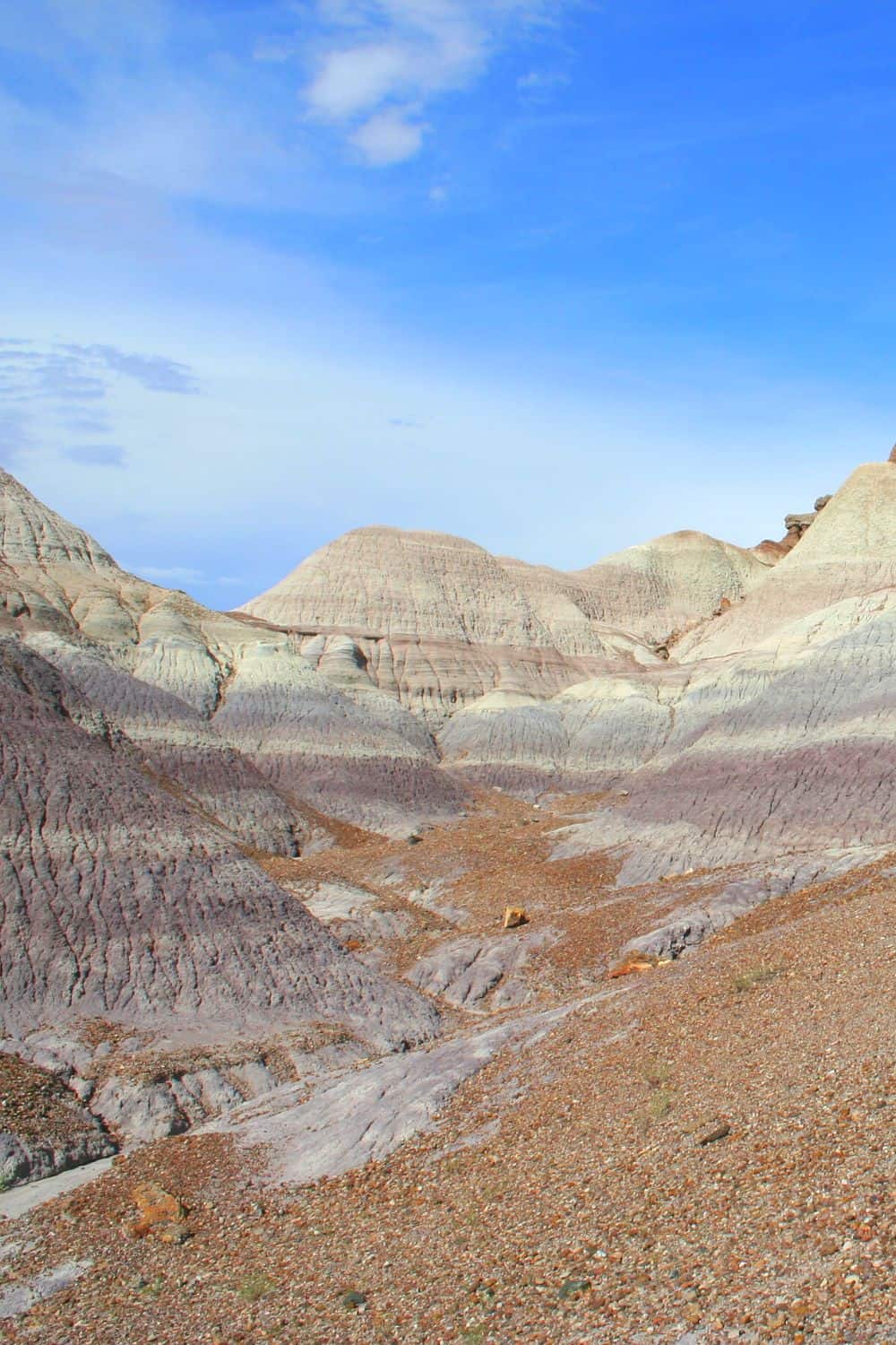 Petrified Forest National Park