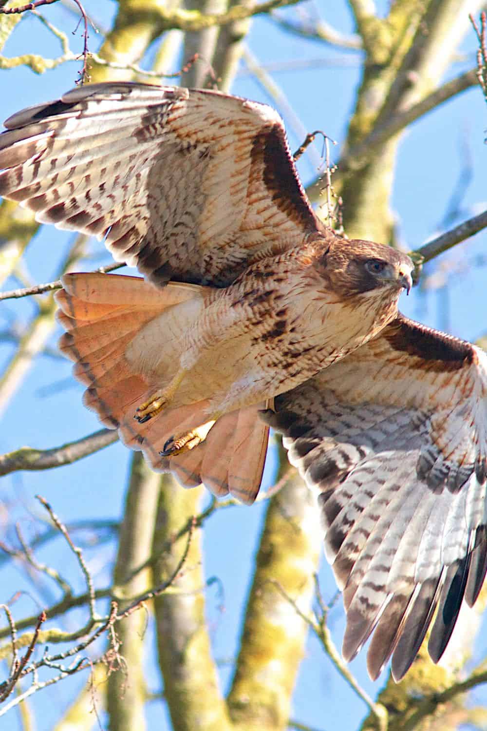 Red-tailed hawk