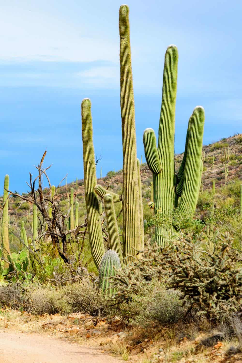 Flora In Saguaro National Park