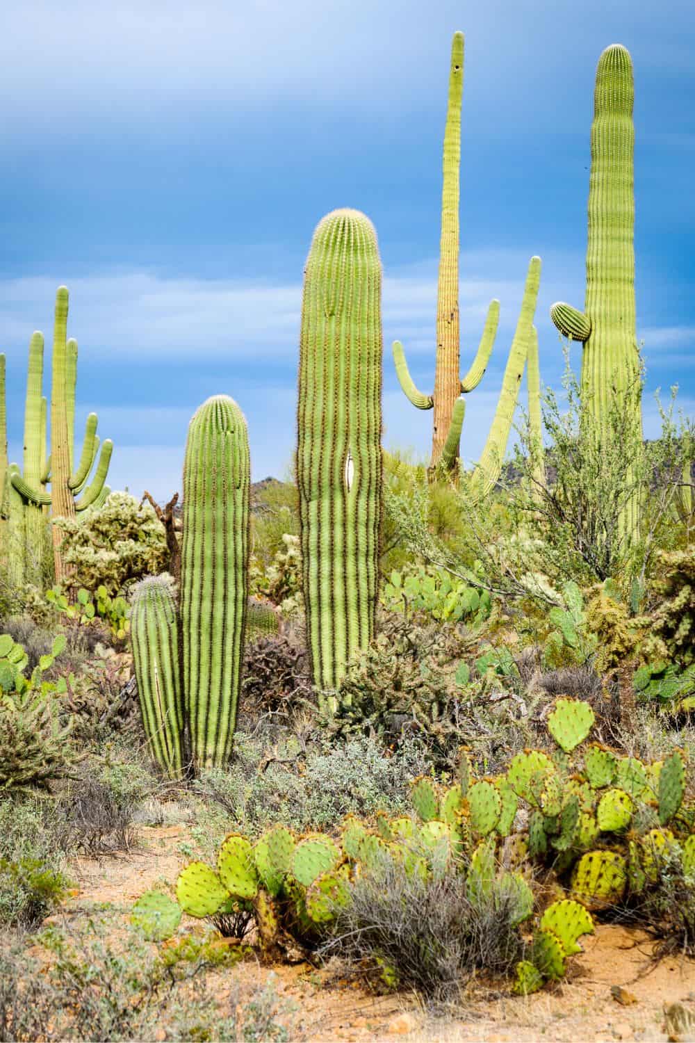 Saguaro National Park