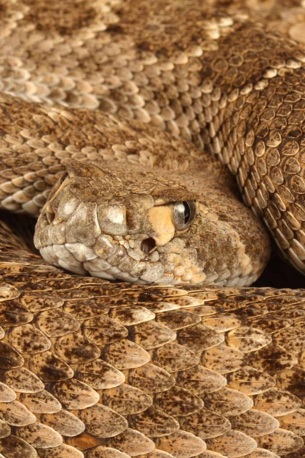 What Wildlife Can You See In Big Bend National Park?