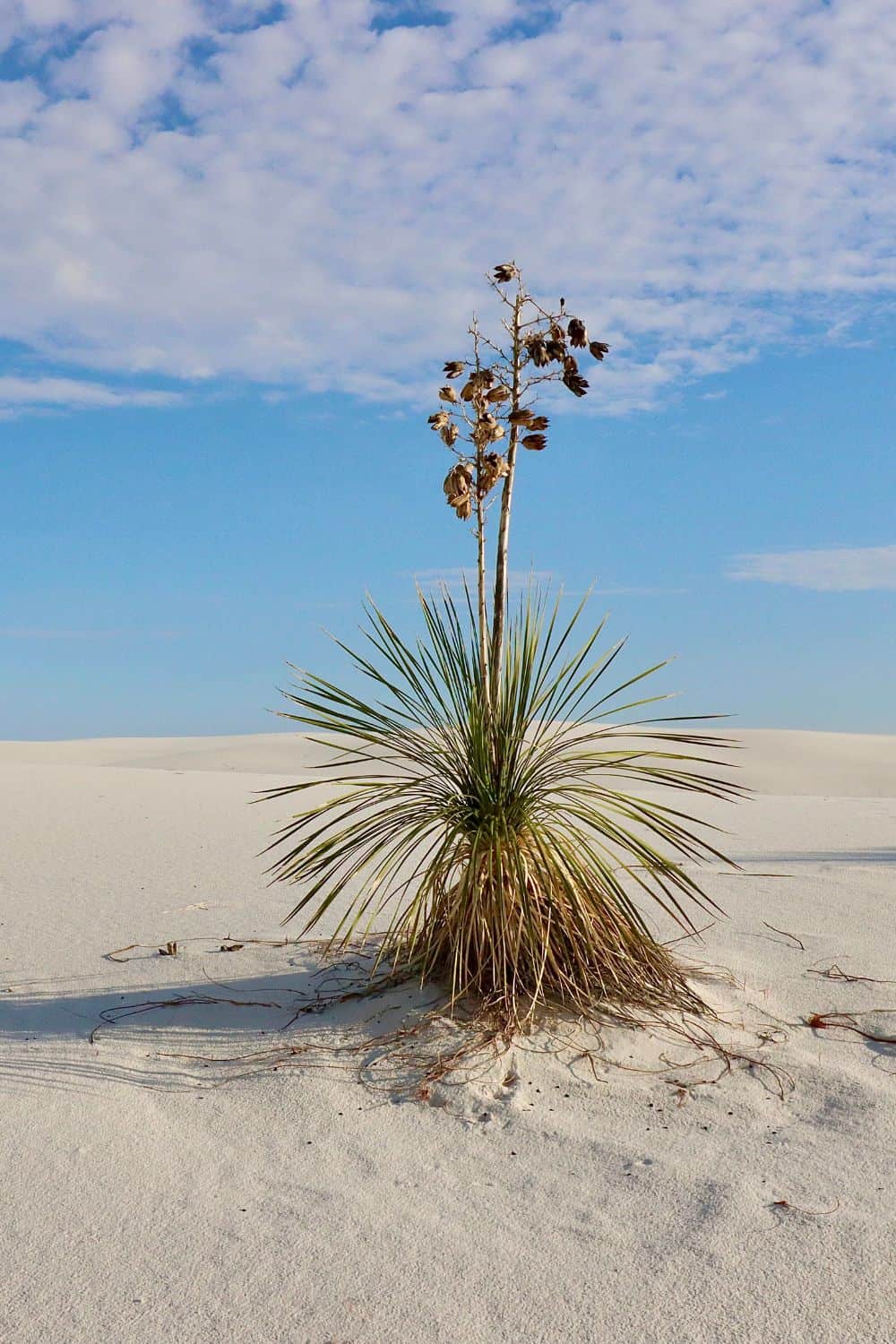 Camping In White Sands National Park