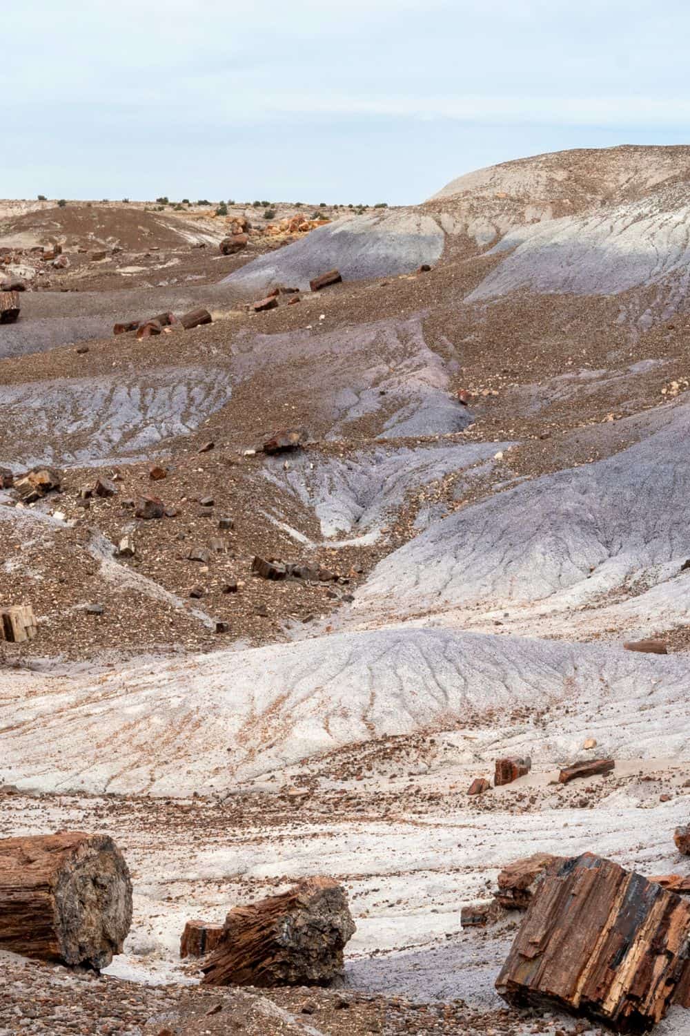 7 Things to do in Petrified Forest National Park