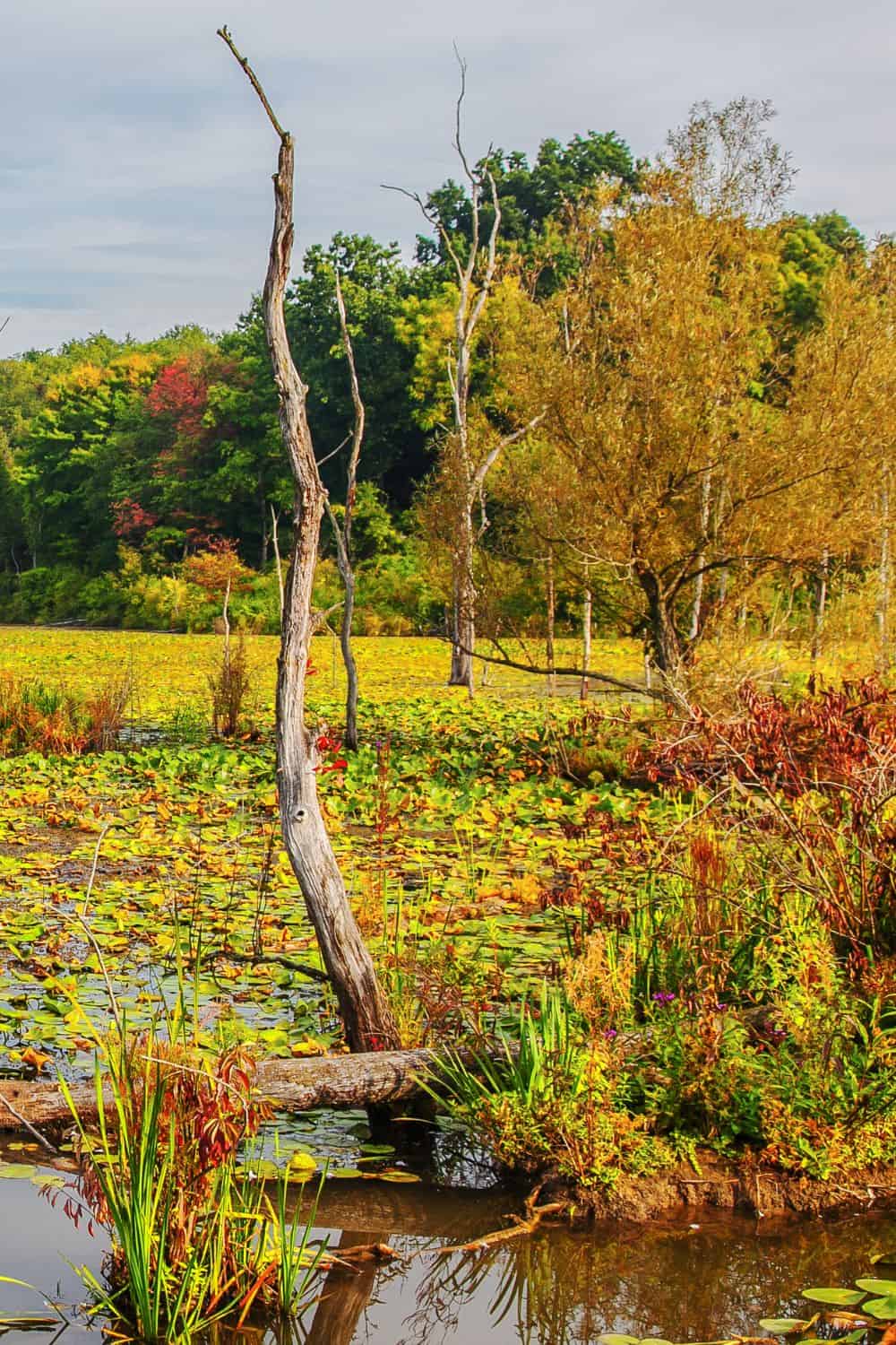 Cuyahoga Valley National Park Wetlands