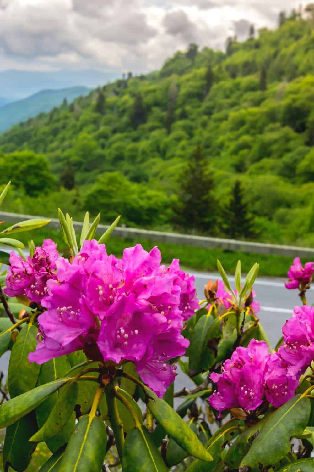 Great Smoky Mountains National Park Wildflowers