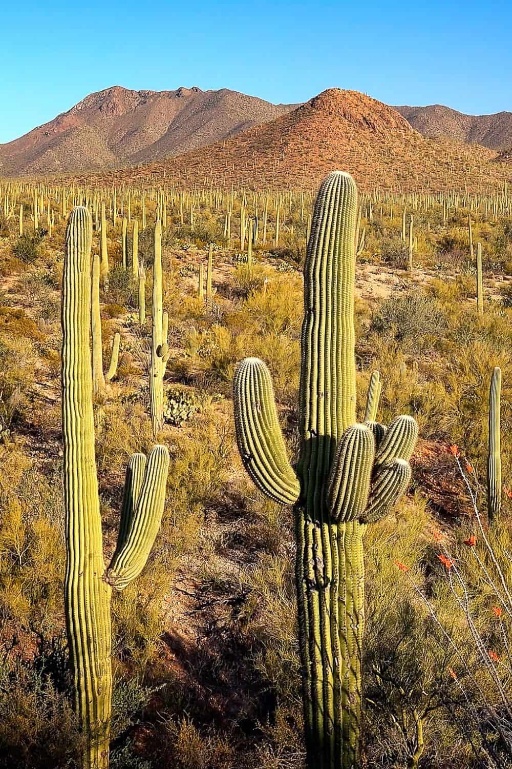 Guadalupe Mountains National Park Cactus