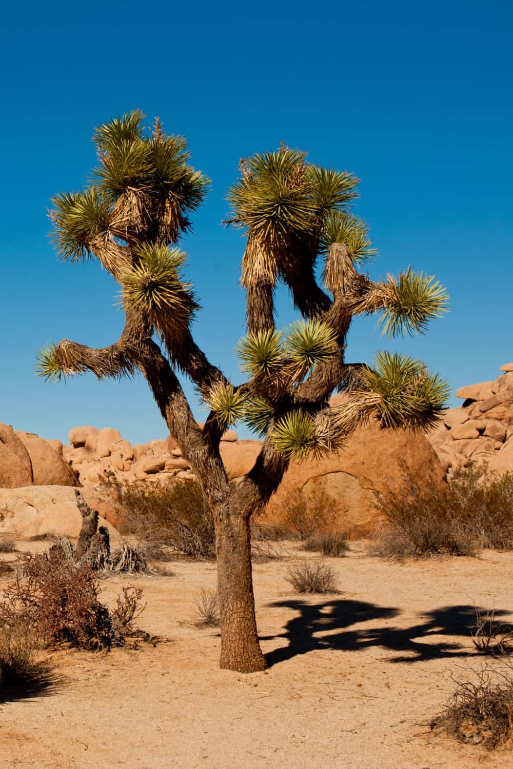 Joshua Tree NP