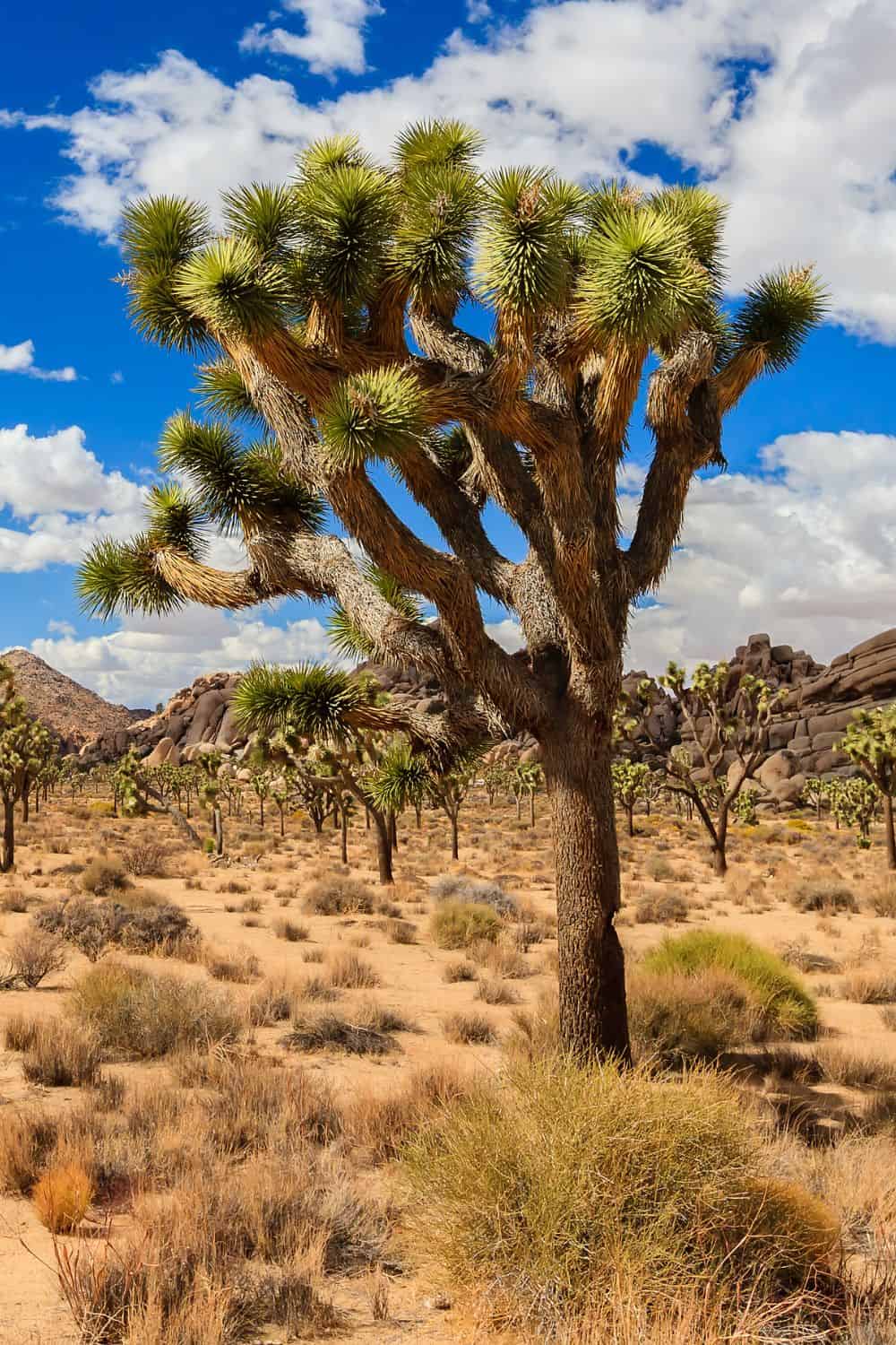 Joshua Tree National Park Geology