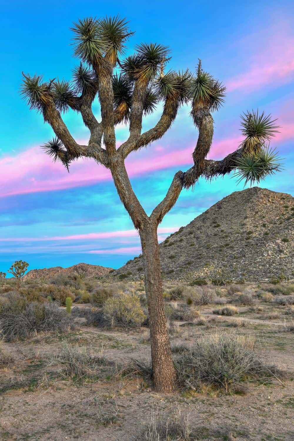 Joshua Tree National Park History