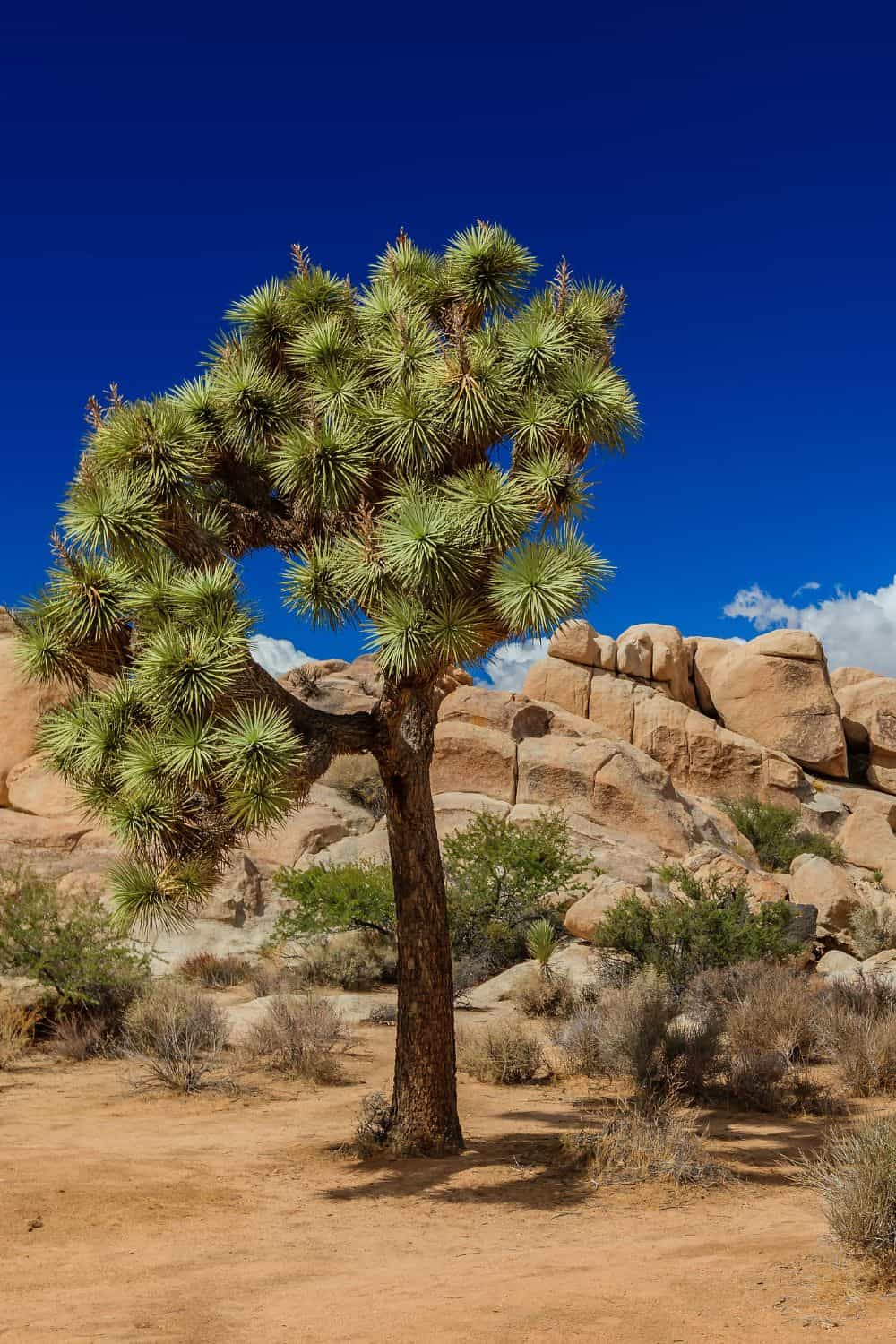 Joshua Tree National Park Nature Trails