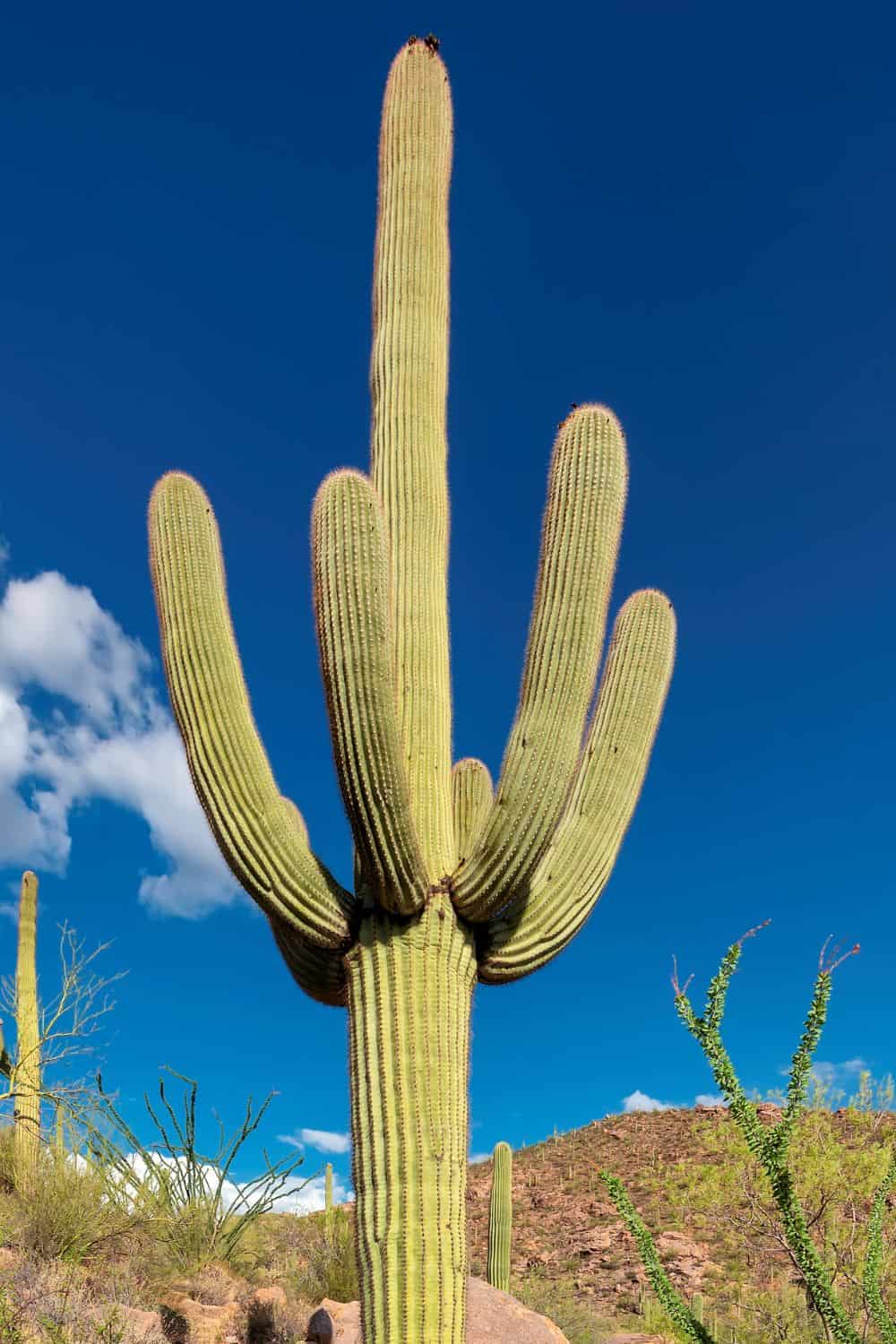 Saguaro Wilderness