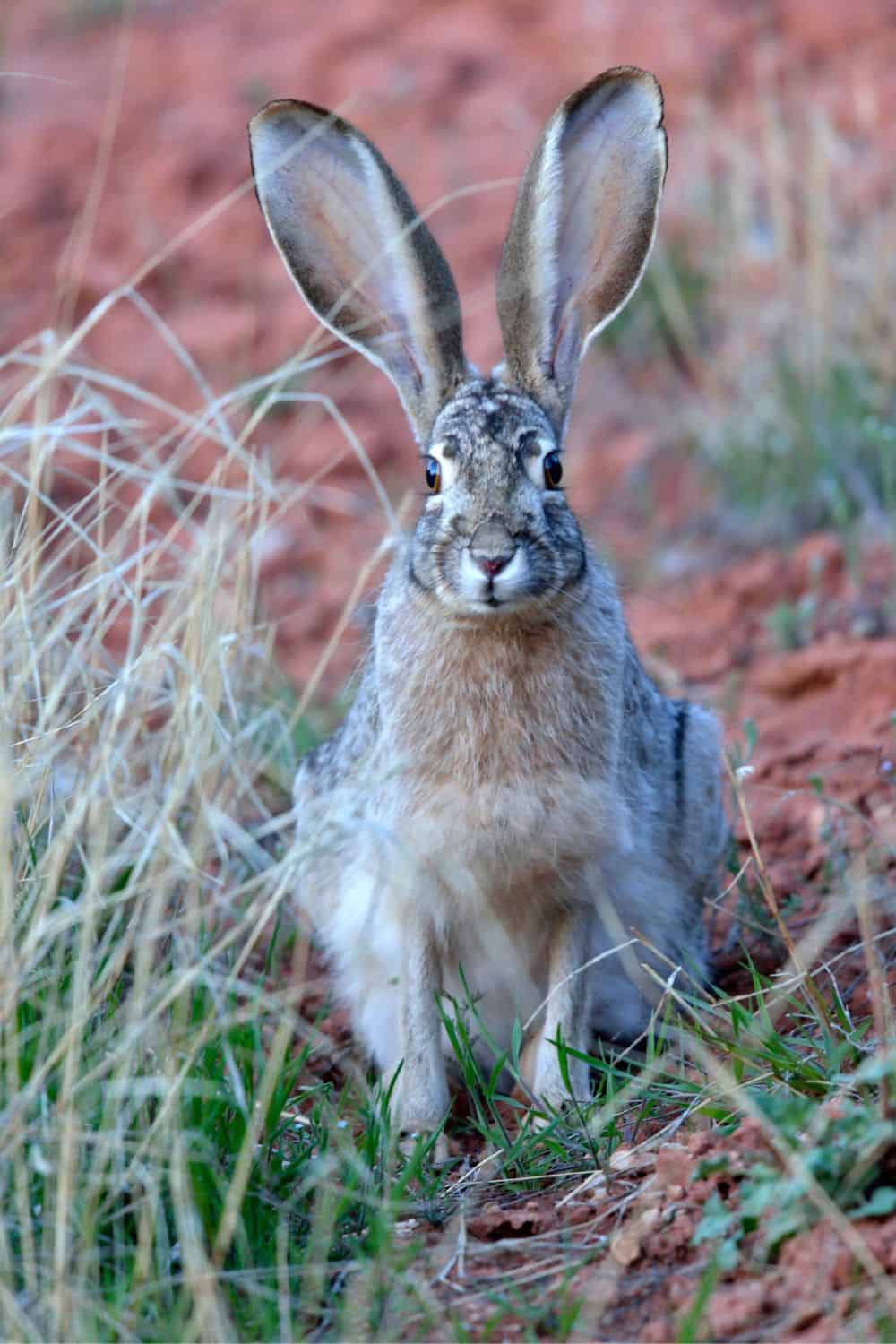 Wildlife In Arches National Park