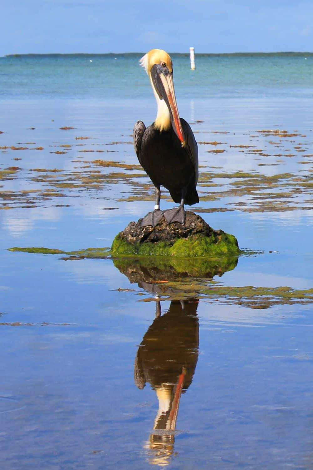 write an essay on Wildlife In The Everglades Florida
