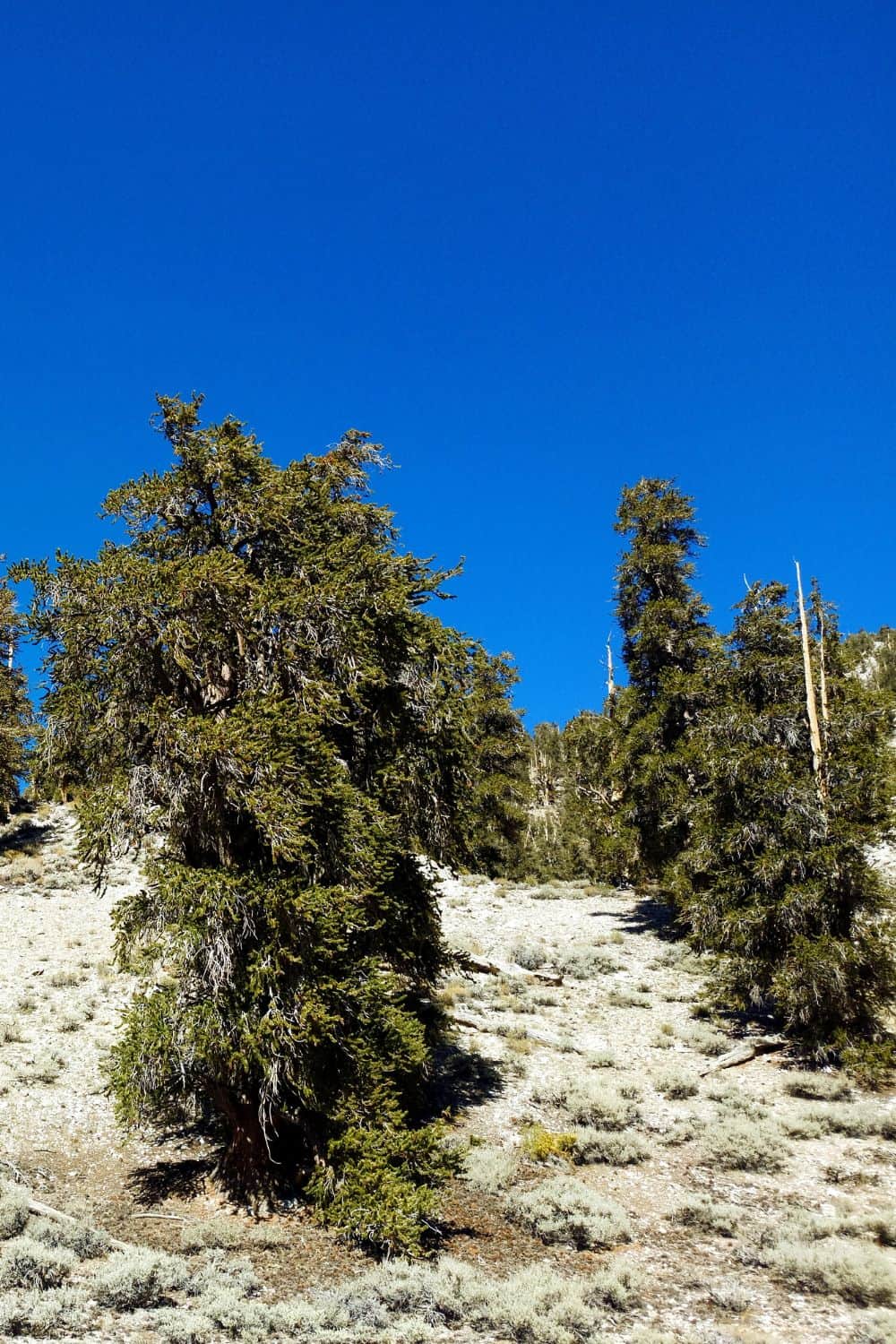 Ancient Bristlecone Pine Forest California