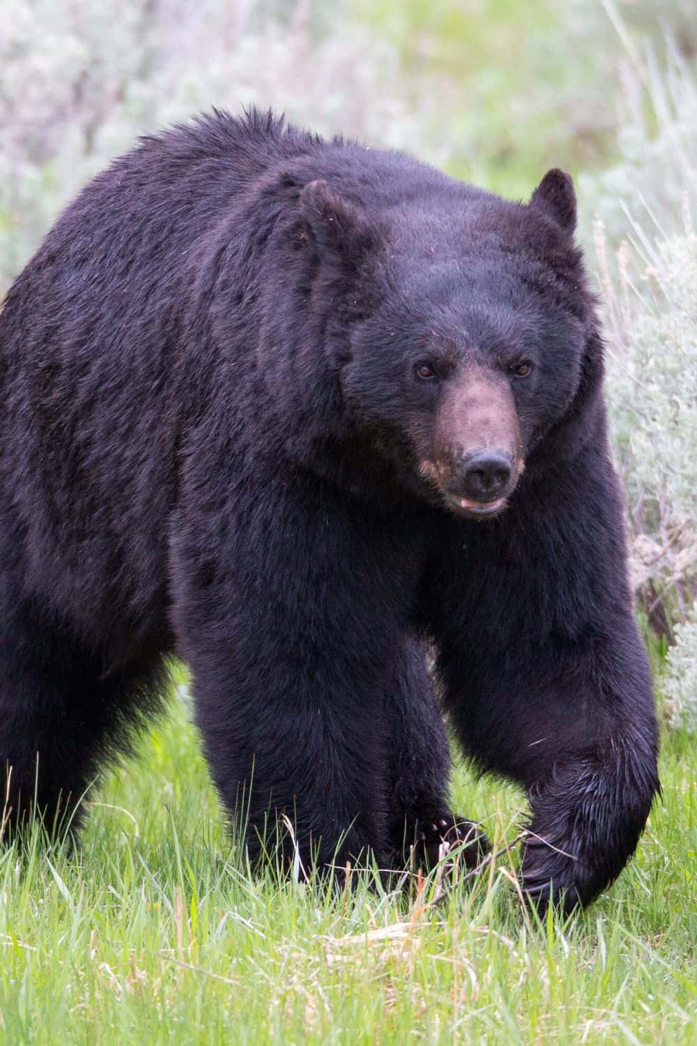 Yellowstone National Park Bear Encounter