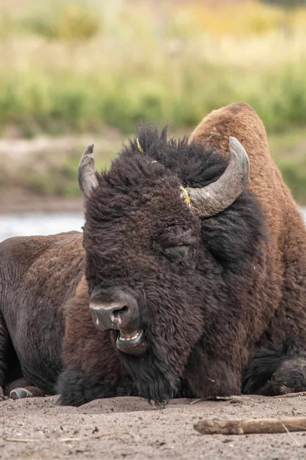 Yellowstone National Park Bison